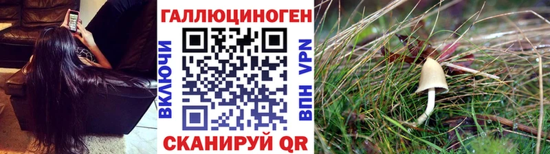 Купить где  Корсаков  Галлюциногенные грибы Cubensis 